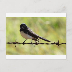 WILLIE  WAGTAIL RURAL QUEENSLAND AUSTRALIA POSTCARD