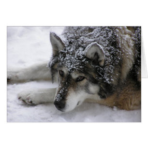 Willie wolf