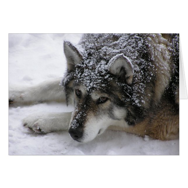 Willie wolf (Front Horizontal)