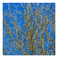 Willow buds - Morning Of Spring
