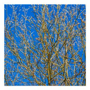 Willow buds - Morning Of Spring Poster