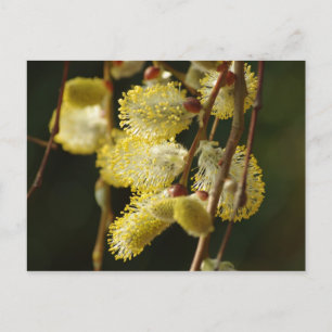 Willow Buds Postcard