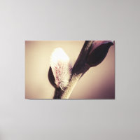 Willow buds - Thrust Of New Life