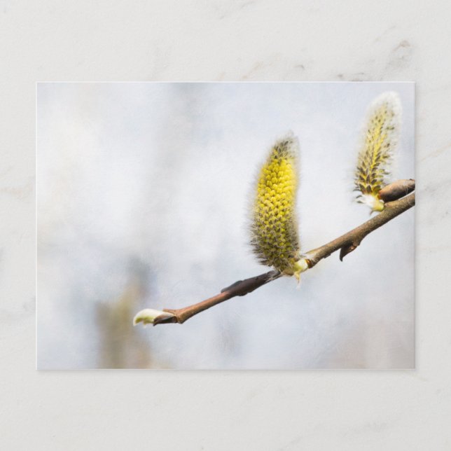 Willow Catkins - Silver World Postcard (Front)
