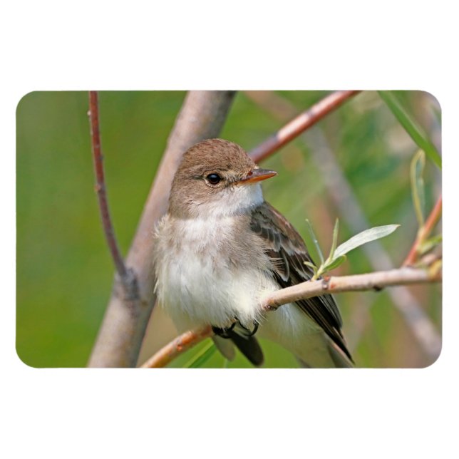 Willow Flycatcher Magnet (Horizontal)