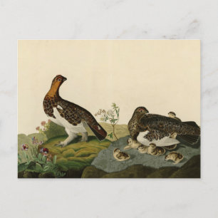 Willow Grous (Grouse) - Audubon's Birds of America Postcard