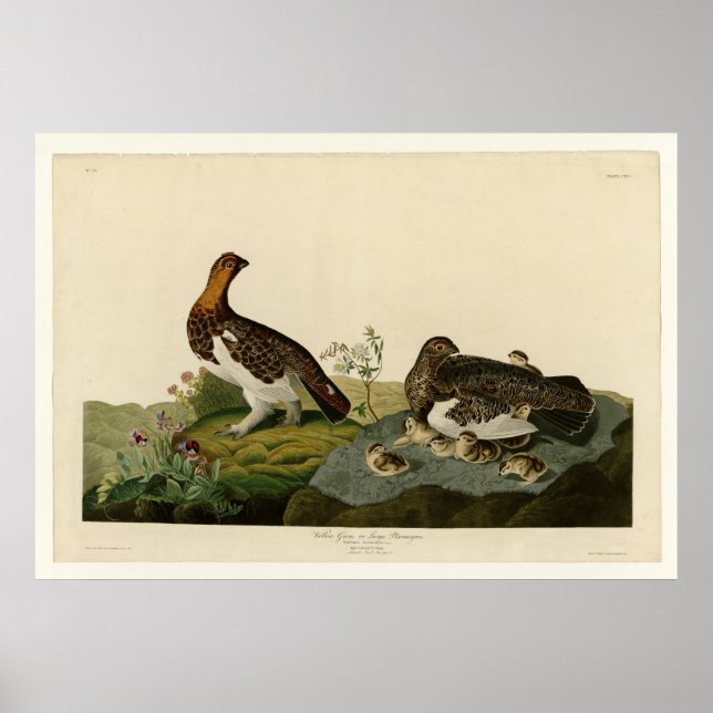 Willow Grouse or Large Ptarmigan Poster (Front)