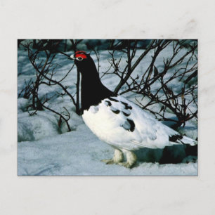 Willow Ptarmigan Postcard