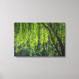 Willow Tree Green Nature Canvas Print