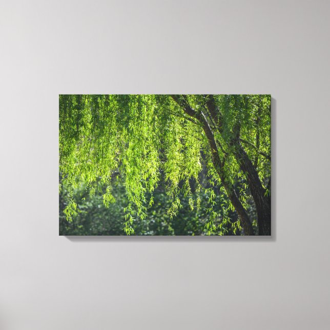 Willow Tree Green Nature Canvas Print (Front)