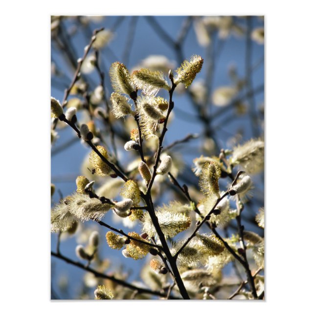 WILLOW TREE PHOTO PRINT (Front)