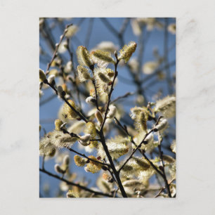 WILLOW TREE POSTCARD