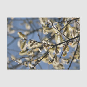 WILLOW TREE TISSUE PAPER