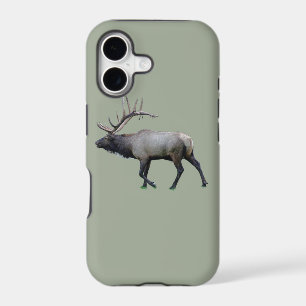 Willow Wapiti elk