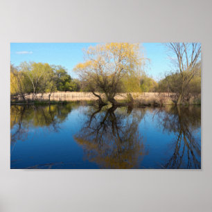Willows Reeds and Pond in Spring Poster