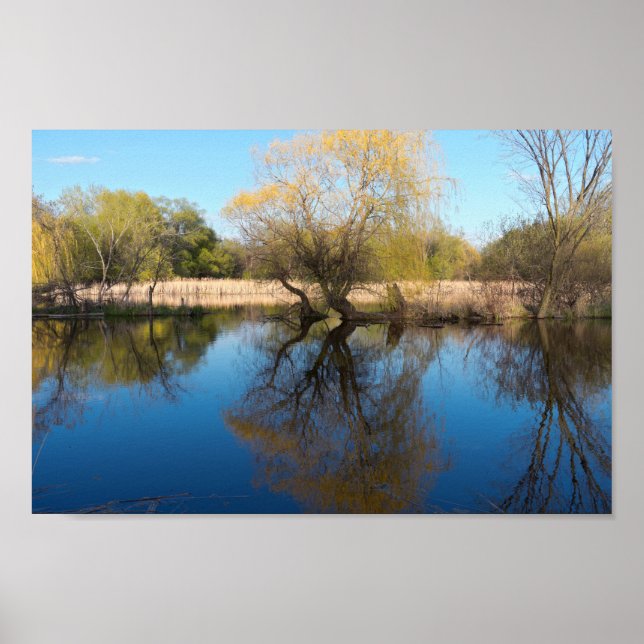 Willows Reeds and Pond in Spring Poster (Front)