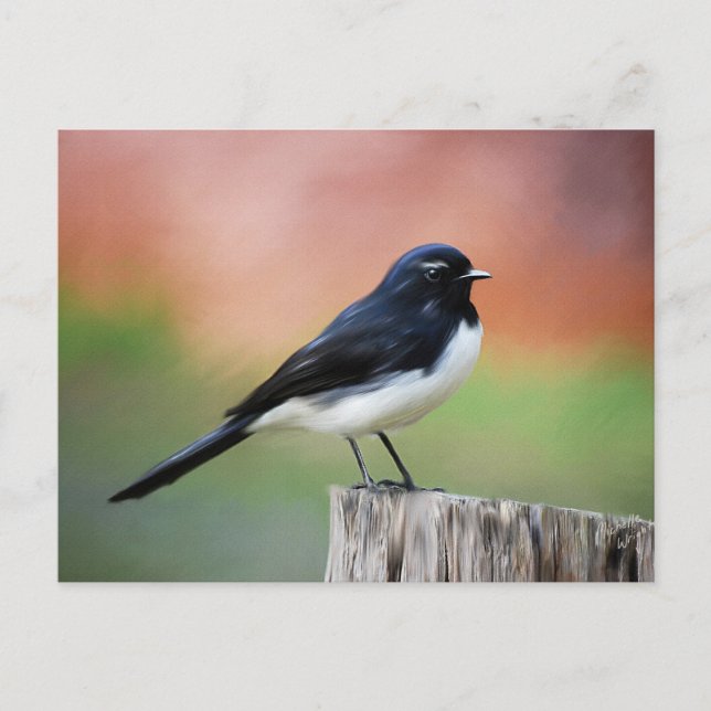 Willy Wagtail - Australian Bird Art Postcard (Front)