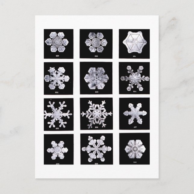 Wilson Bentley Snowflakes Postcard (Front)