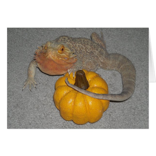 Wilson the Bearded Dragon (Front Horizontal)