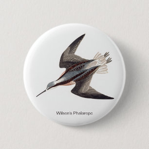 Wilson's Phalarope by John James Audubon, 6 Cm Round Badge