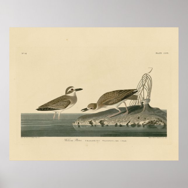 Wilson's Plover from Audubon's Birds of America Poster (Front)