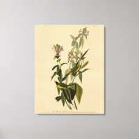 Wilson's Warbler from Audubon's Birds of America