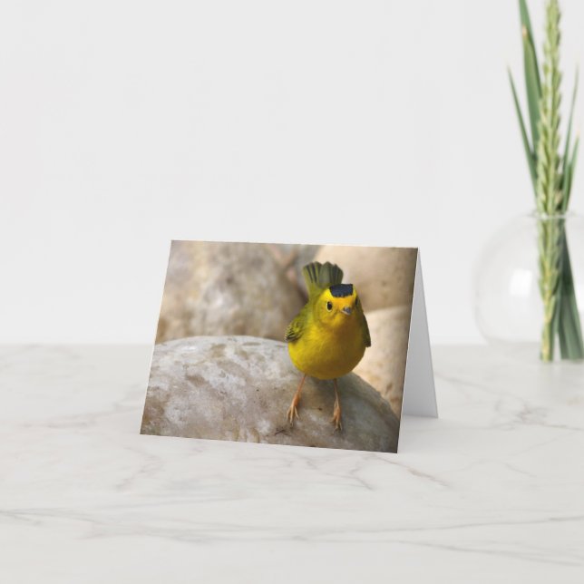 Wilson's Warbler - Joe Sweeney - card (Front)