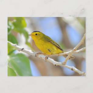 Wilson's Warbler Photo Postcard