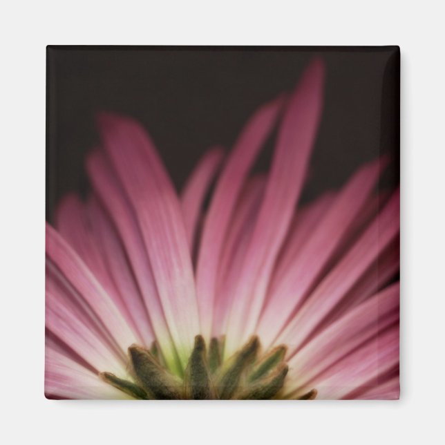 Wilted Purple Daisy Magnet (Front)