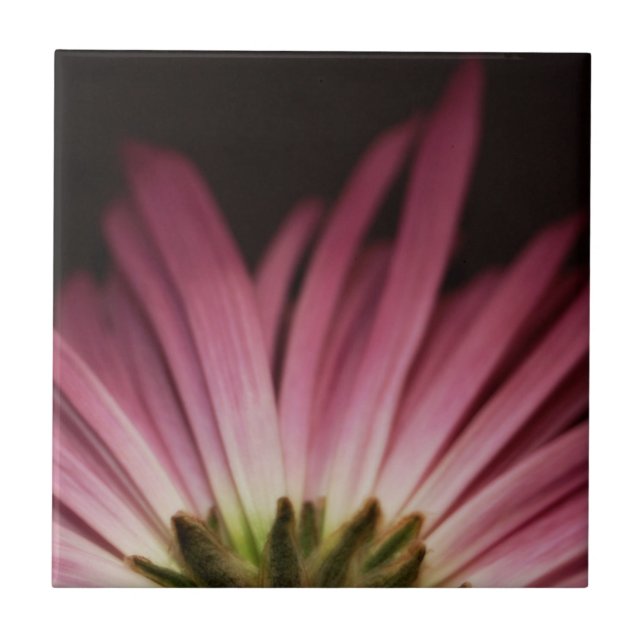 Wilted Purple Daisy Tile (Front)