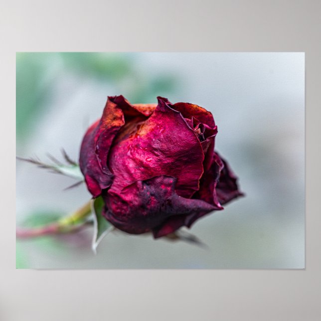 Wilting Deep Red Rose Bud with Raindrops Poster (Front)