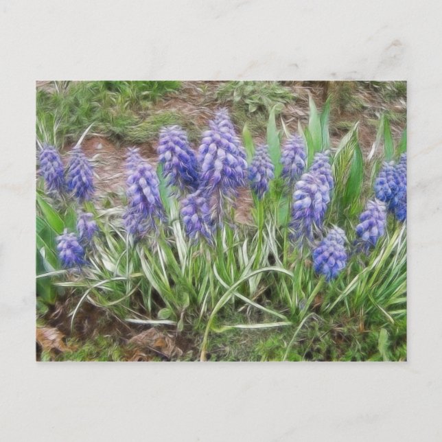 Wind Blown Grape Hyacinths Postcard (Front)