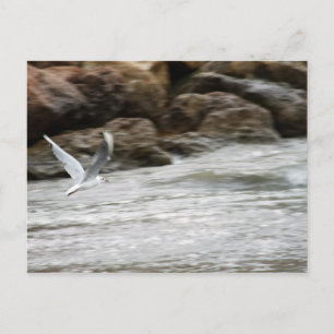 Wind Master Postcard