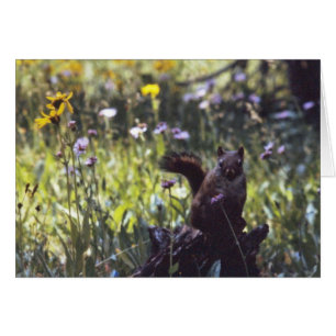 Wind_River_Range_Chickaree