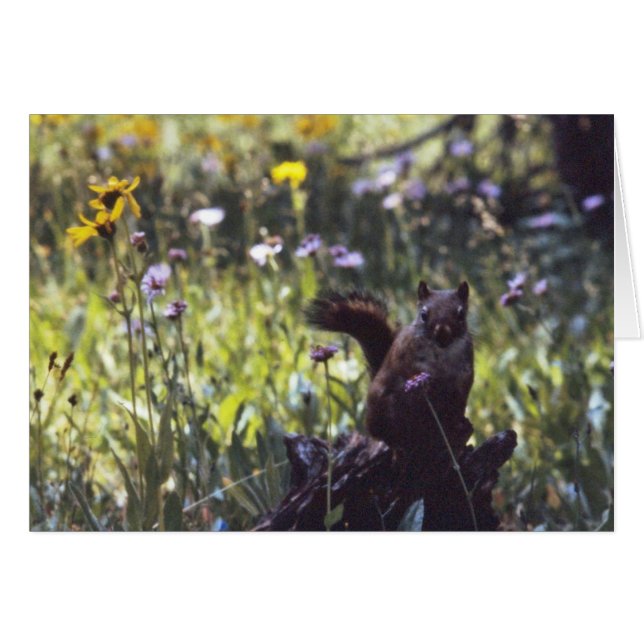 Wind_River_Range_Chickaree (Front Horizontal)