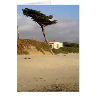 Windblown Cypress and House