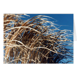 Windblown Grass