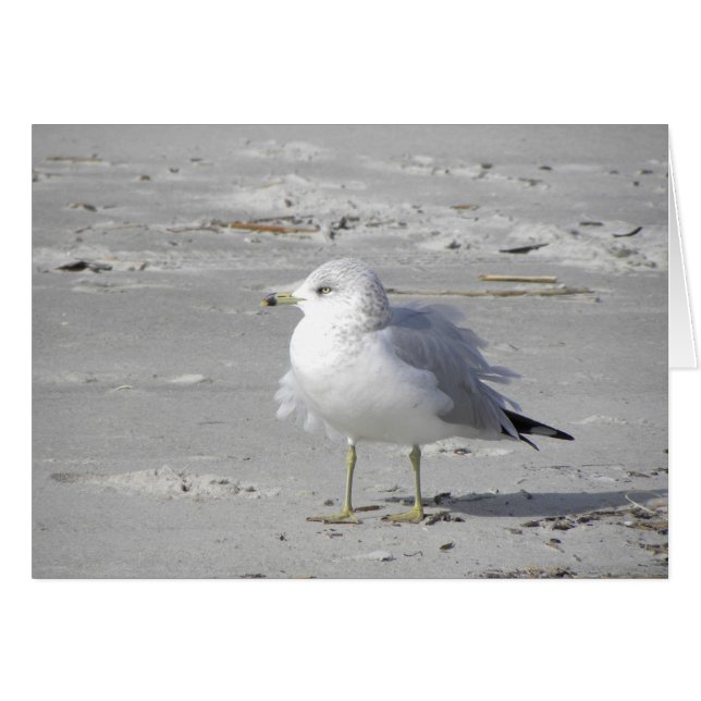 Windblown seagull card (Front Horizontal)