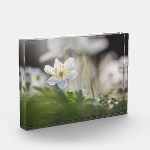 Windflower Nature Photo Block