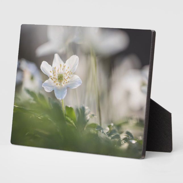 Windflower Nature Photo Plaque (Side)