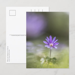 Windflower Nature Photo Postcard