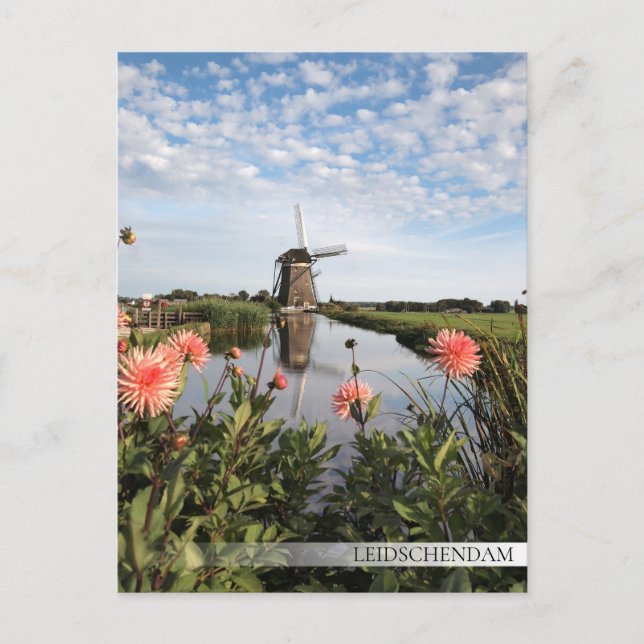 Windmill and flowers in Leidschendam Postcard (Front)