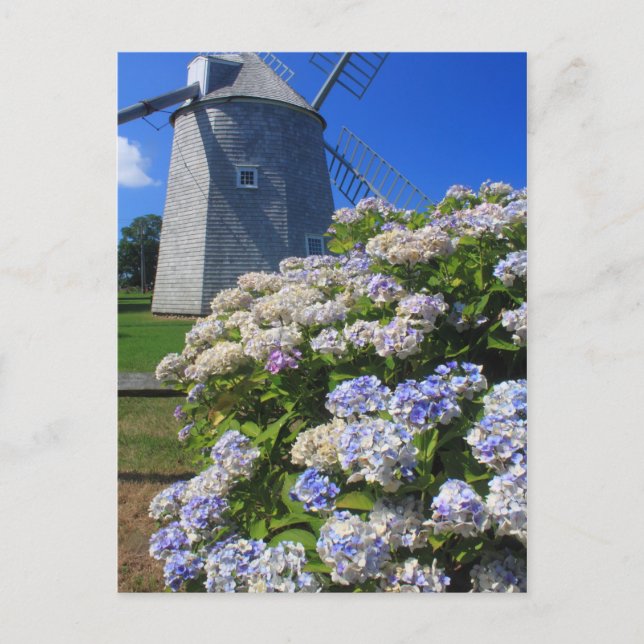 Windmill and Hydrangeas Cape Cod Postcard (Front)