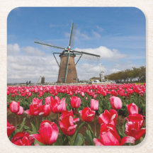 Windmill and Tulips Coaster