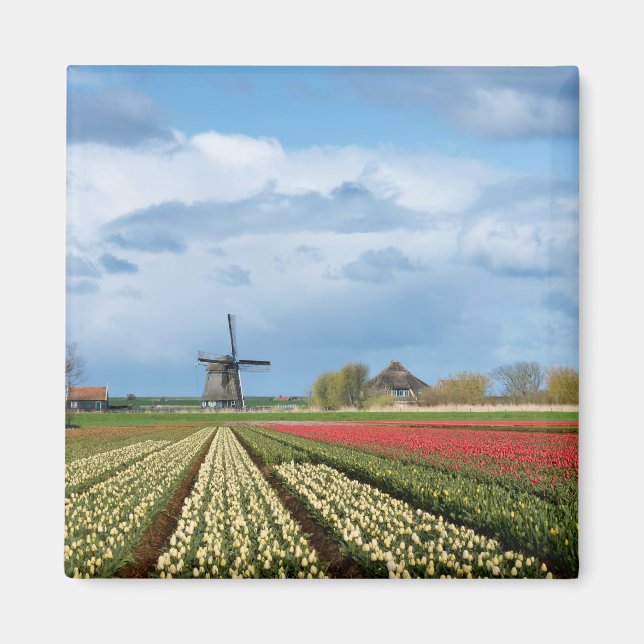 Windmill and tulips landscape magnet (Front)