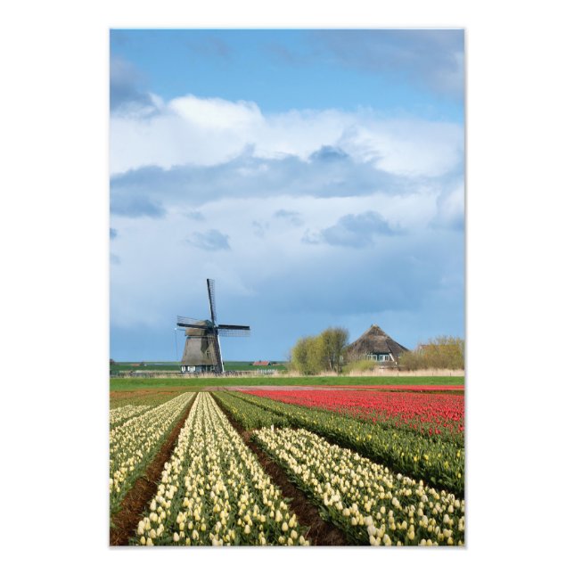Windmill and tulips landscape photo print (Front)
