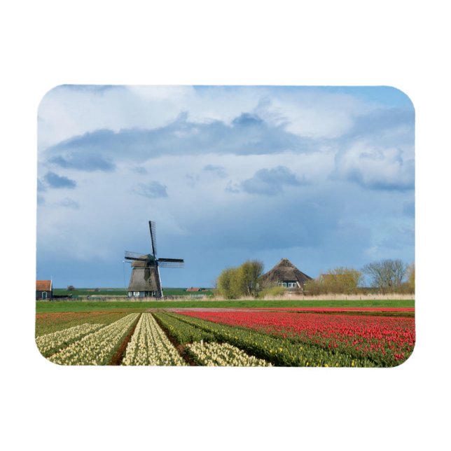 Windmill and tulips landscape rectangular magnet (Horizontal)