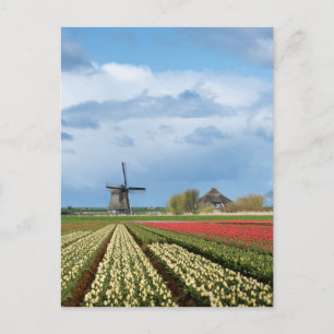 Windmill and tulips landscape vertical postcard