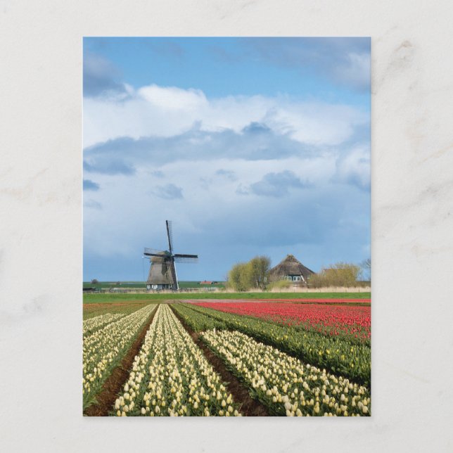 Windmill and tulips landscape vertical postcard (Front)
