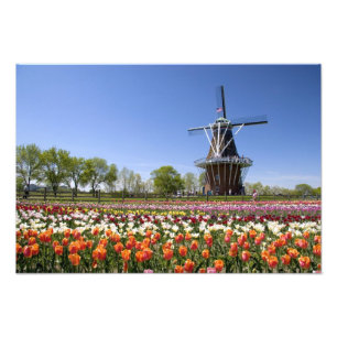 Windmill Island park with tulips in bloom at Photo Print